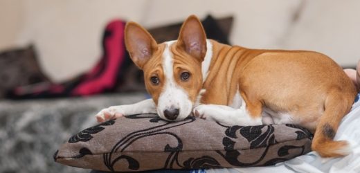 THE BEST DOGS FOR CONDO AND APARTMENT LIVING