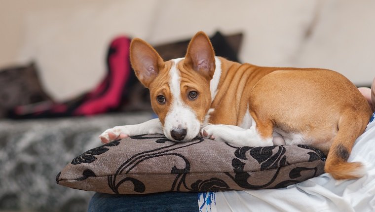 THE BEST DOGS FOR CONDO AND APARTMENT LIVING