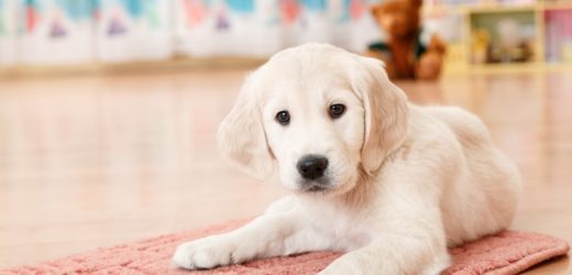 5 Indoor Games To Play With Your Dog
