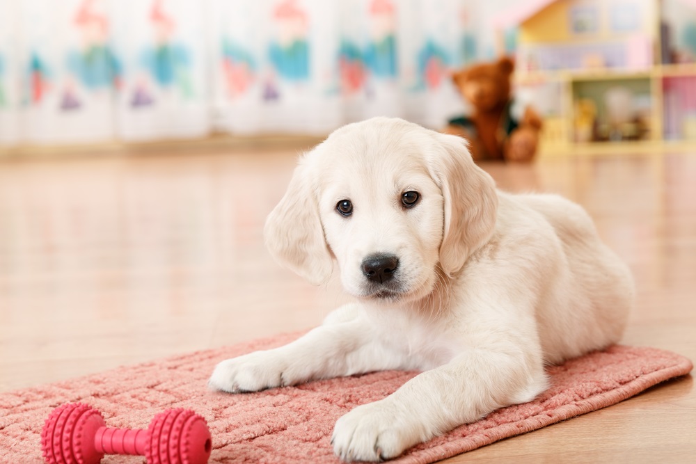 5 Indoor Games To Play With Your Dog